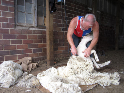 Шерсть овец меринос для ткани Бостон