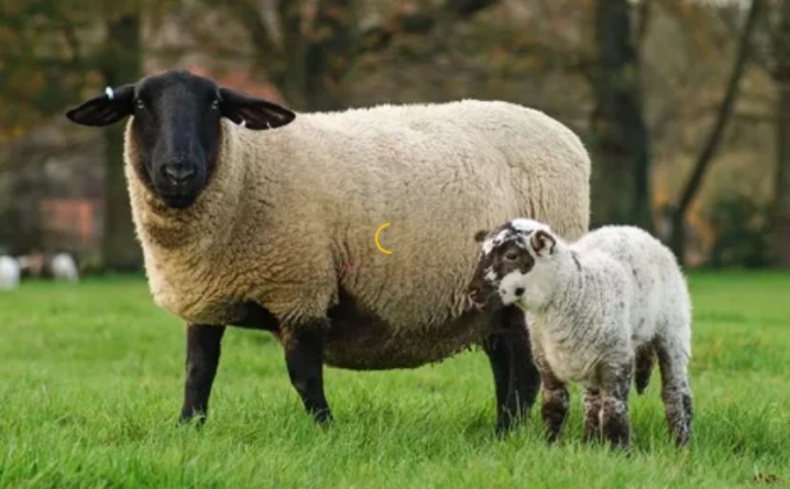 Суффолк порода овец
