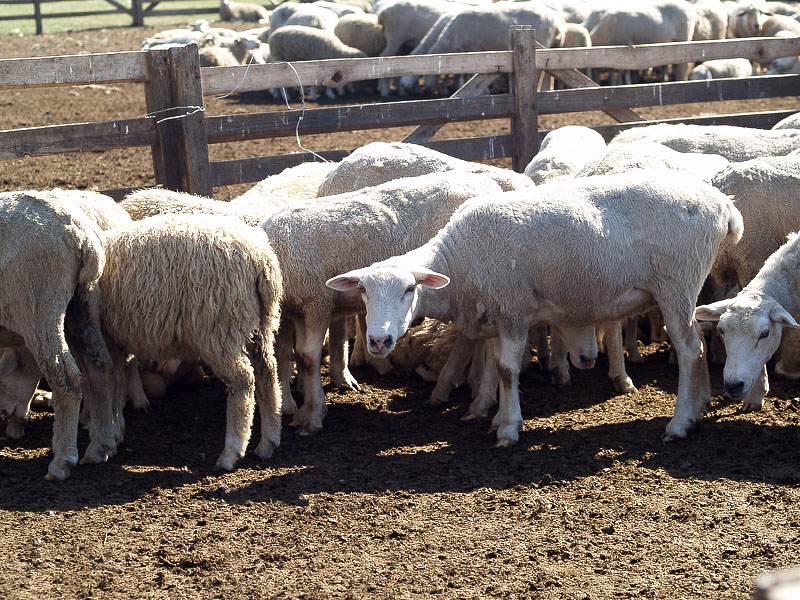 Западносибирская порода овец