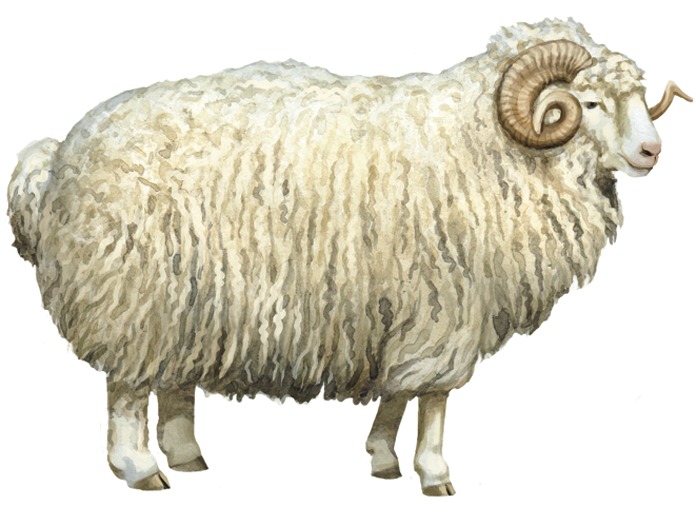 Тушинскя Порода овец 