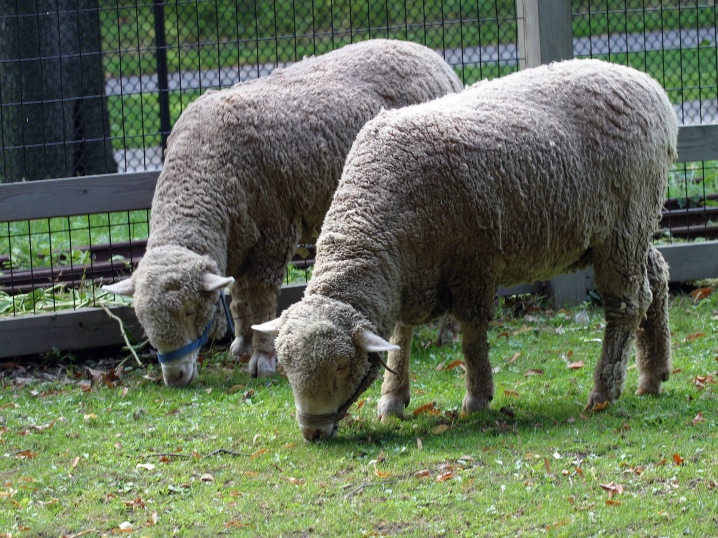 Полутонкошерстная порода овец